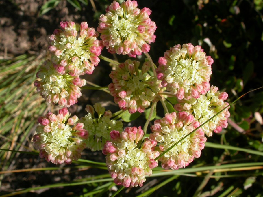 Эриогонум умбеллатум