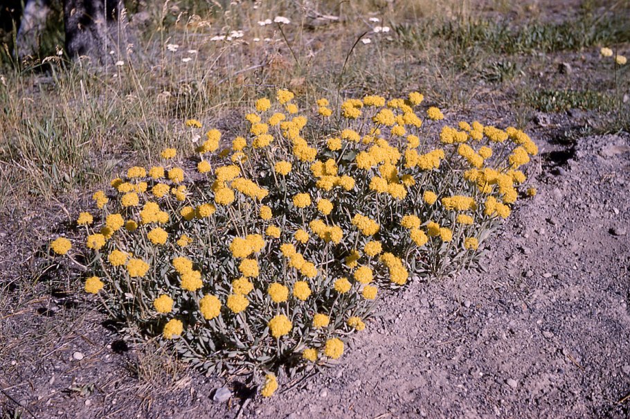 Eriogonum umbellatum