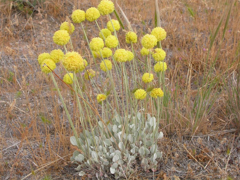 Eriogonum ovalifolium