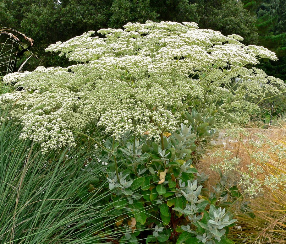 Eriogonum salsuginosum