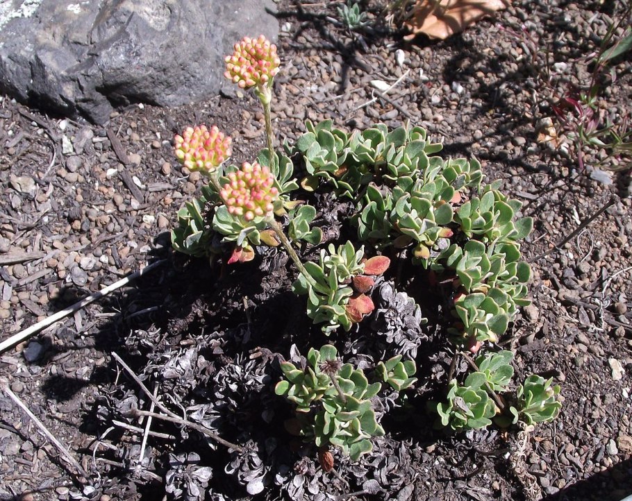 Eriogonum argillosum