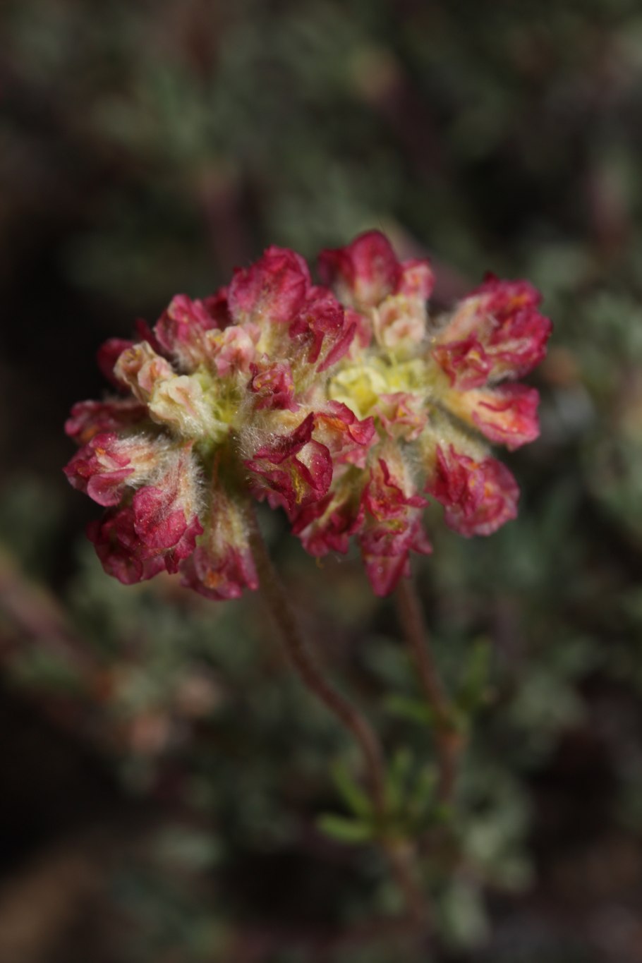 Eriogonum salsuginosum