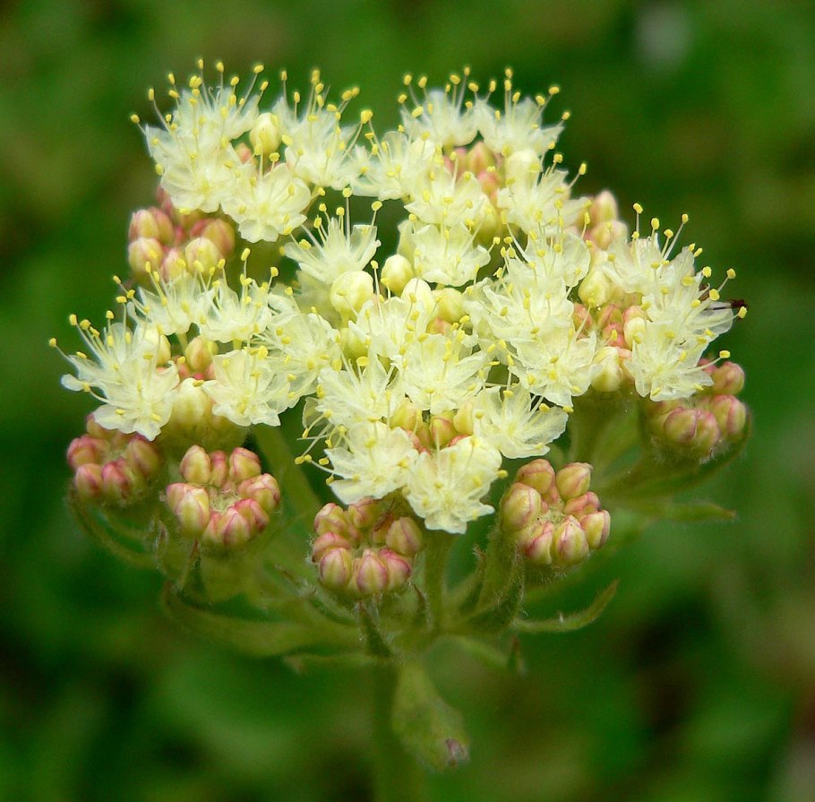Eriogonum fasciculatum