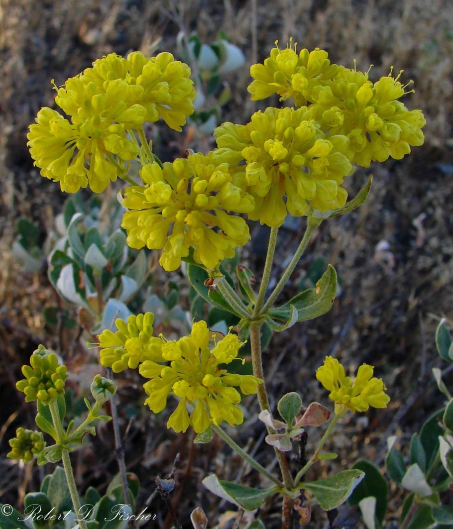 Eriogonum umbellatum