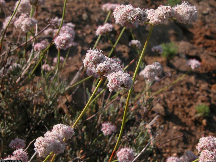 Эриогонум зонтичный