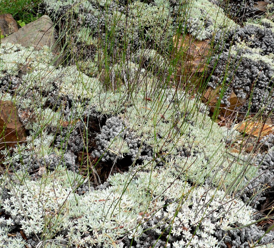 Эриогонум родственный