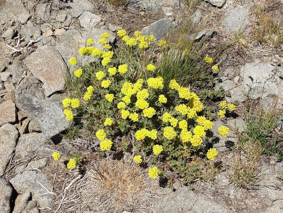 Eriogonum longifolium