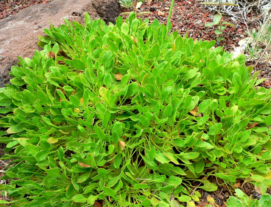 Эриогонум умбеллатум