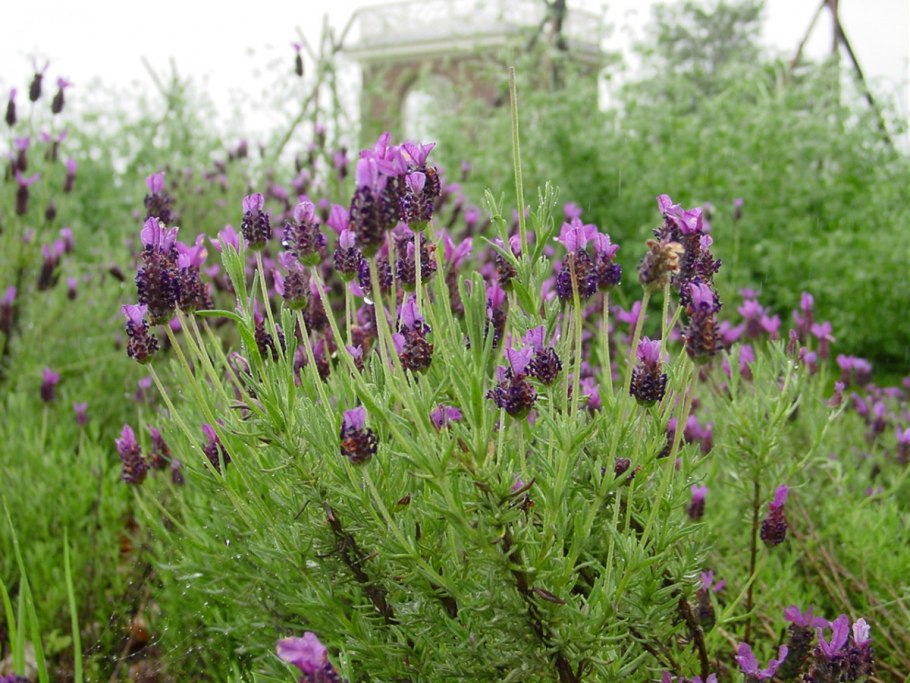 Лаванда стэхадская (Lavandula stoechas)