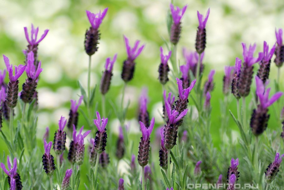 Лаванда стэхадская (Lavandula stoechas)