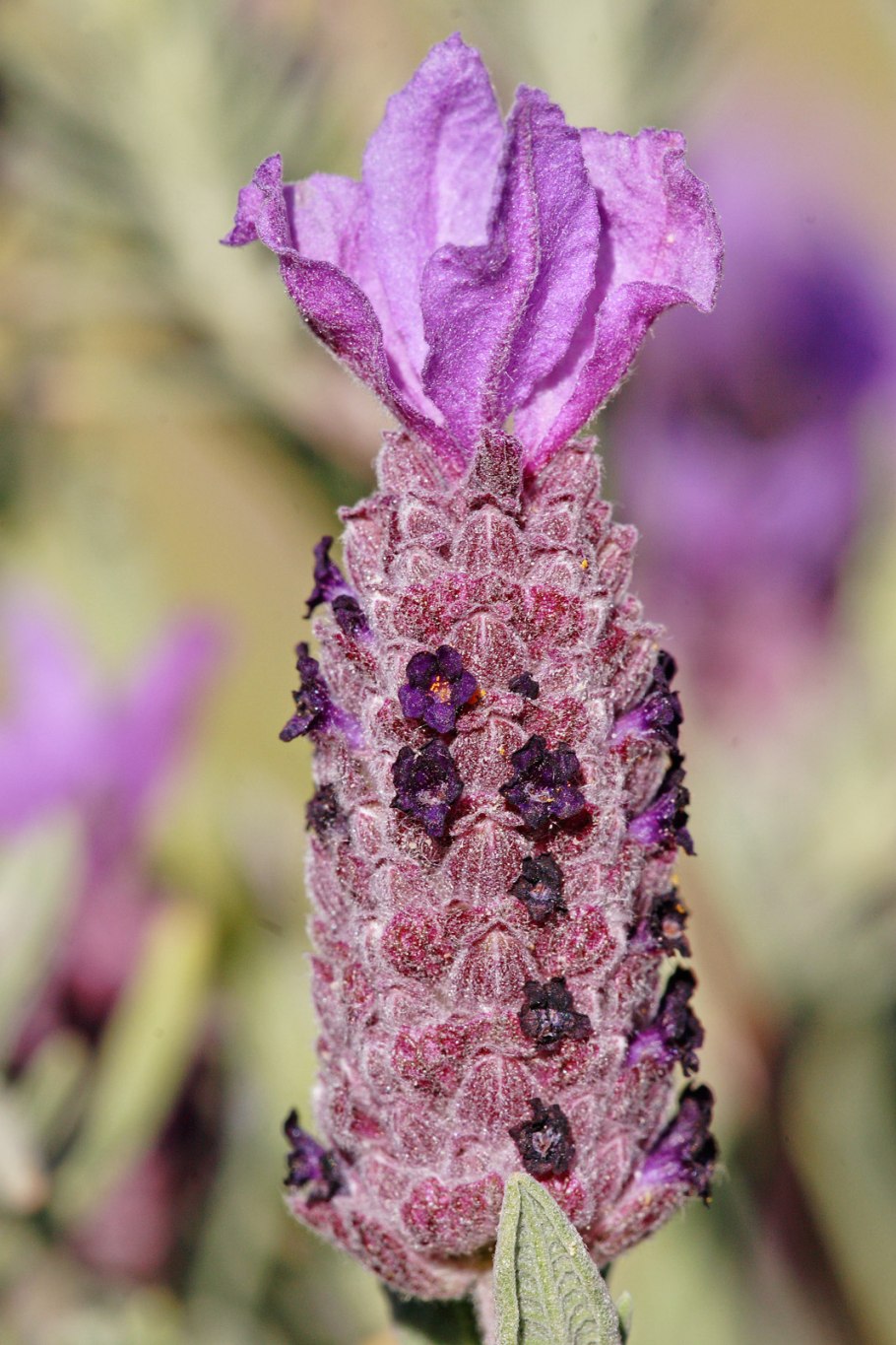 Lavandula stoechas
