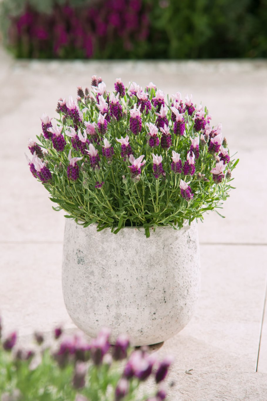 Лаванда узколистная Южанка