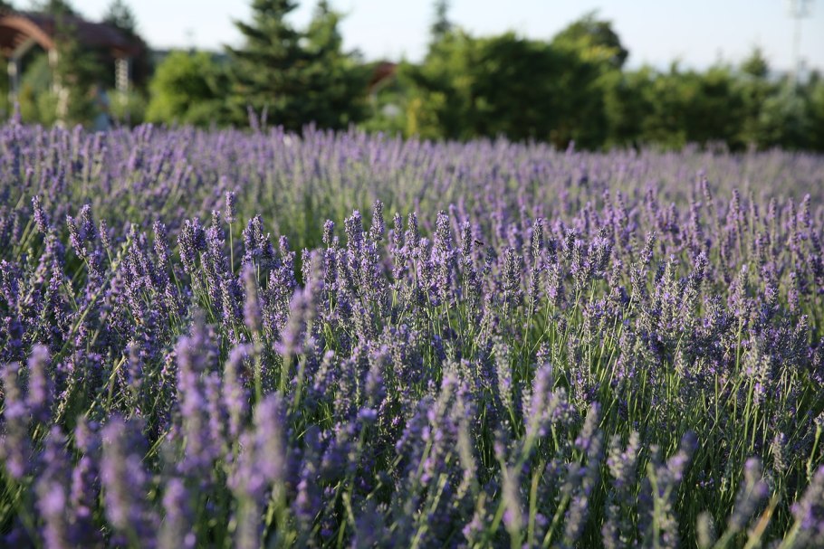 Лаванда stoechas