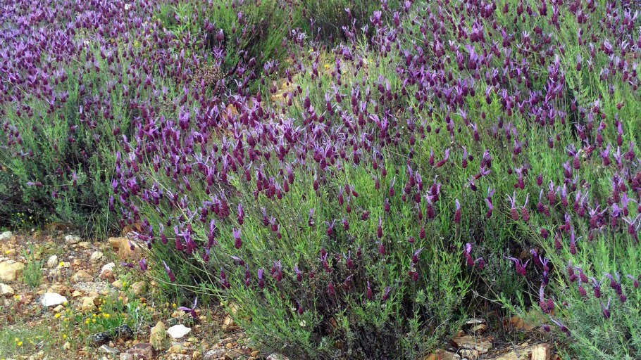 Лаванда Бандера дип Роуз