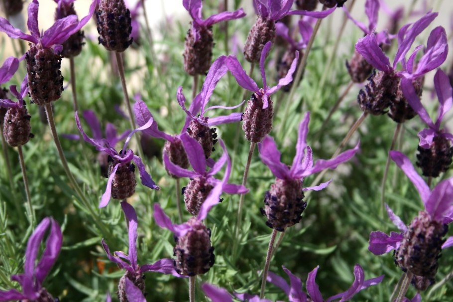 Lavandula stoechas