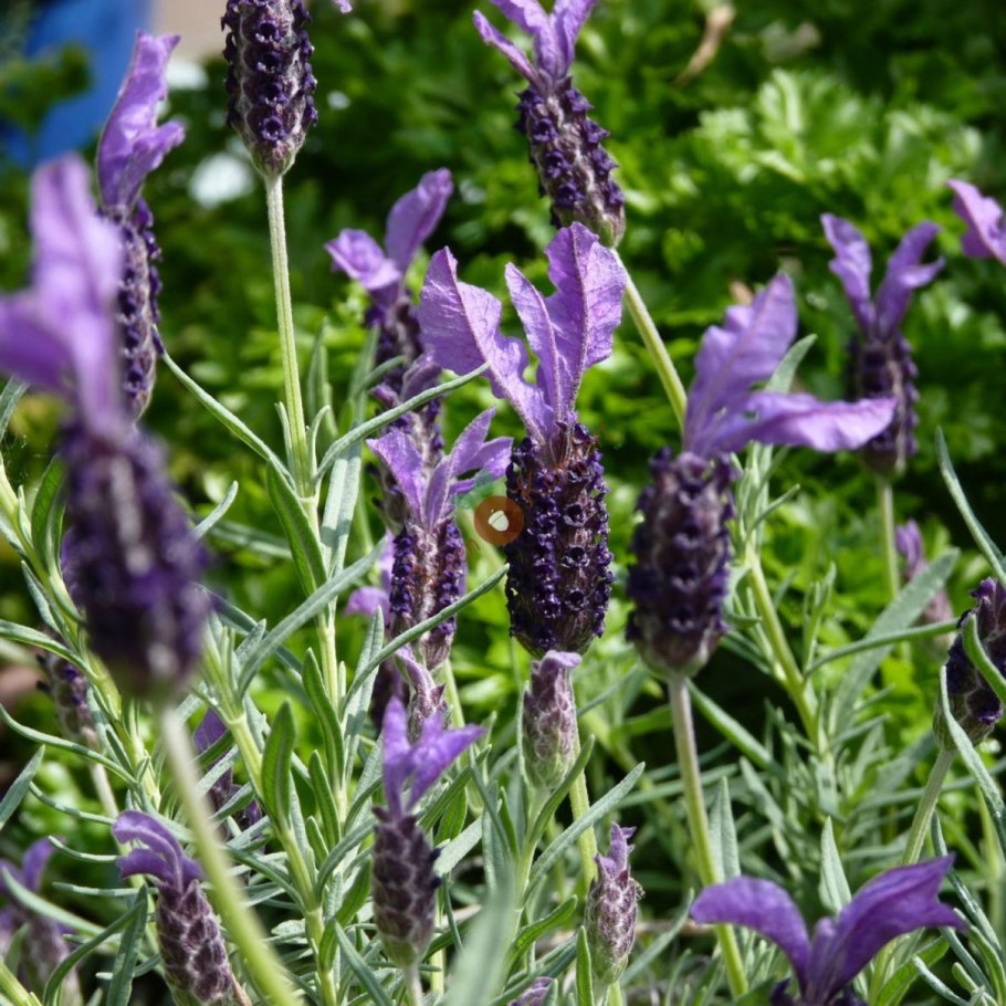 Лаванда Silver Anouk