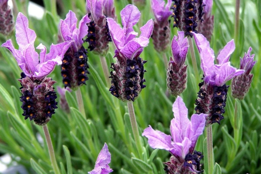 Лаванда узколистная Манстед