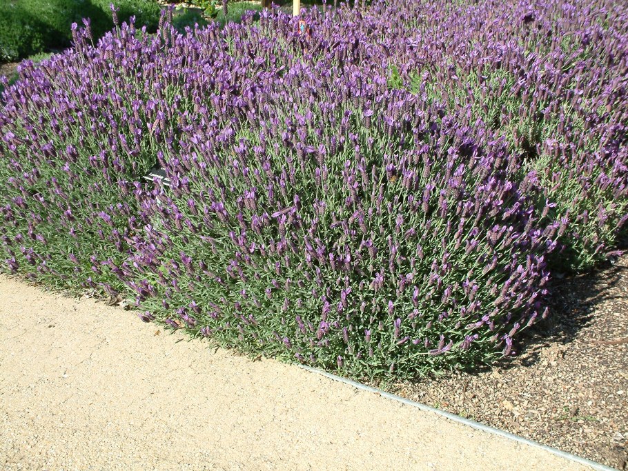 Лаванда Папиллон