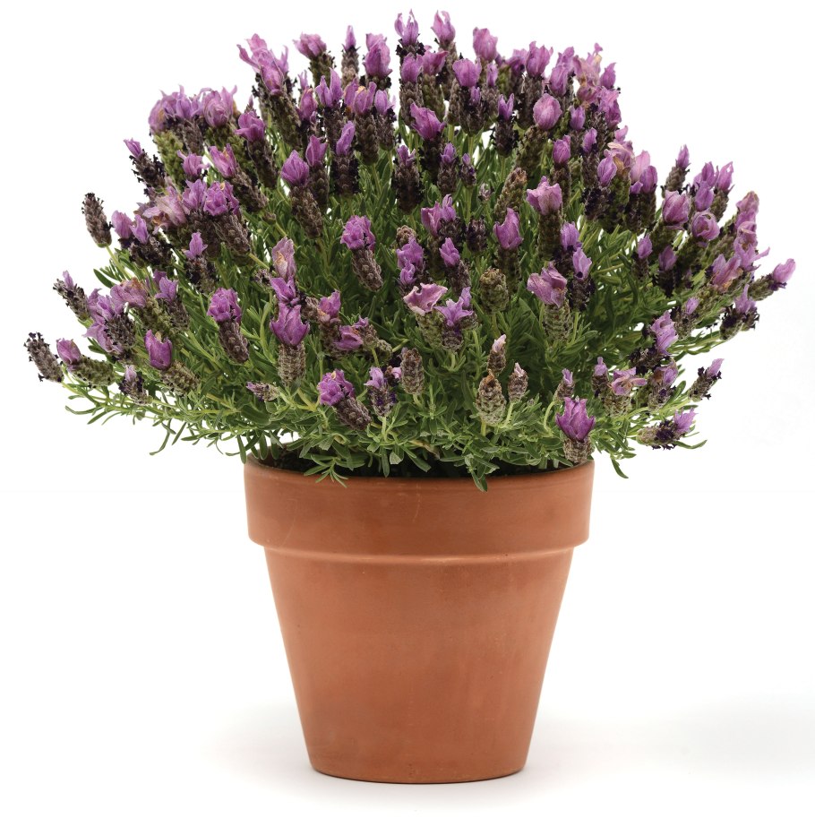 Как цветёт Лаванда фото