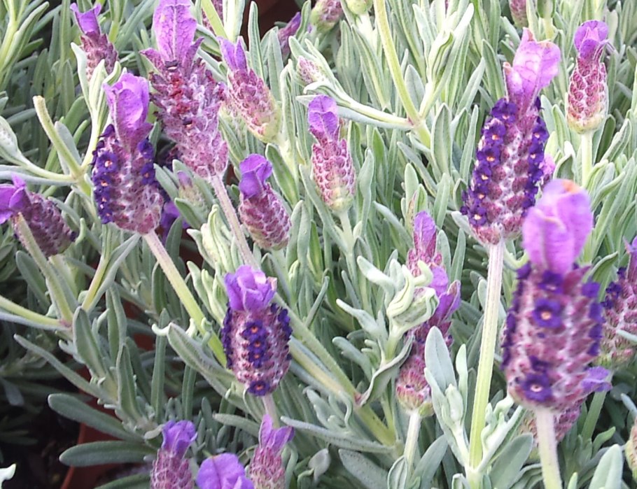 Лаванда Анук stoechas