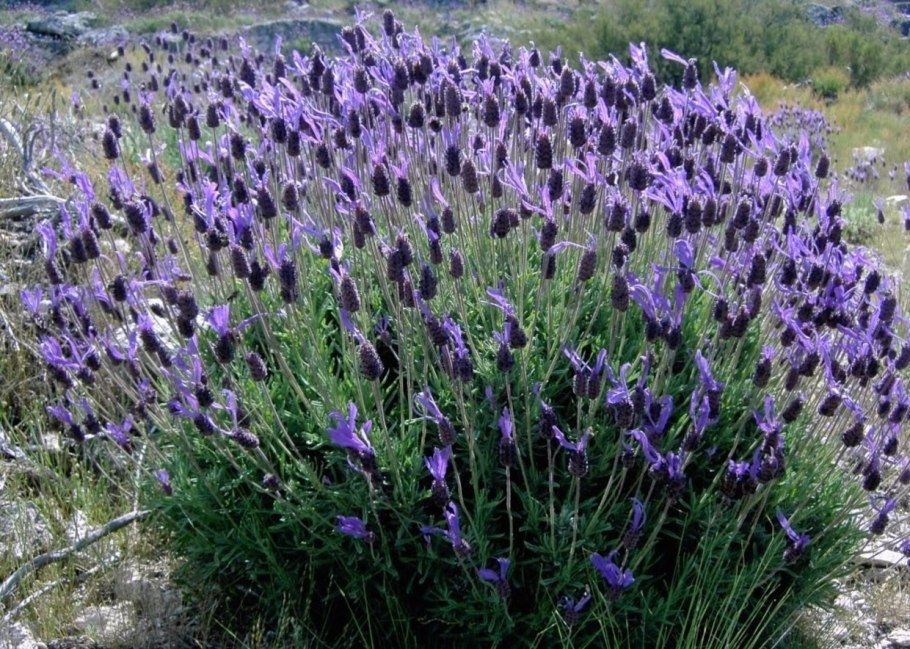 Семена Лаванда Фрагрант Баттерфляй