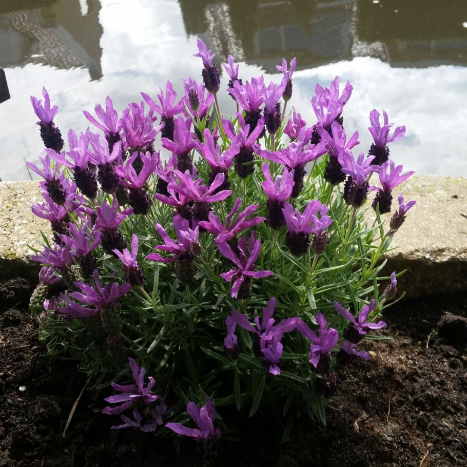 Лаванда французская широколистная