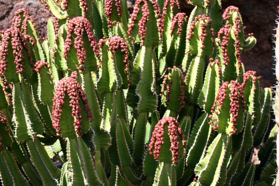 Цветок молочай эуфорбия