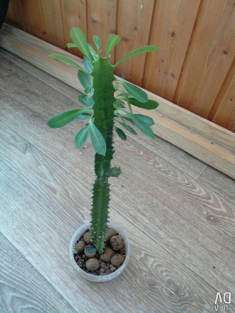 Молочай кипарисовый елочка