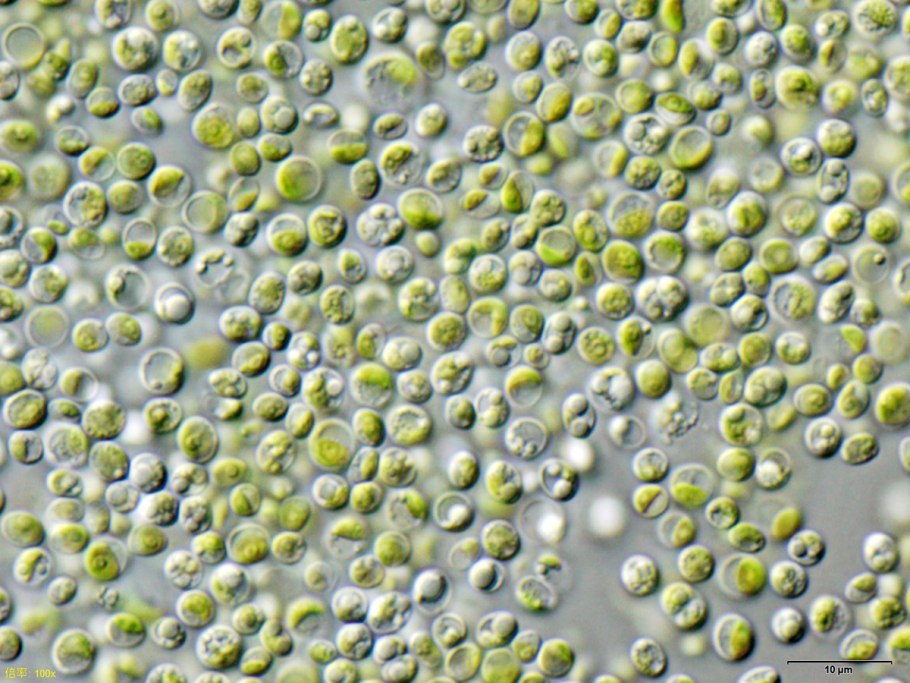 Одноклеточная водоросль хлорелла
