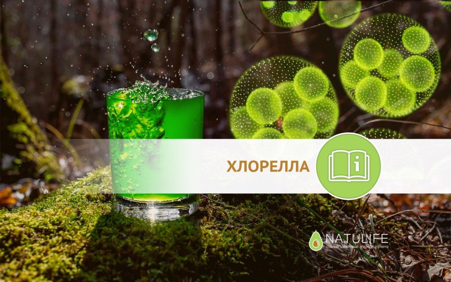 Одноклеточная водоросль хлорелла