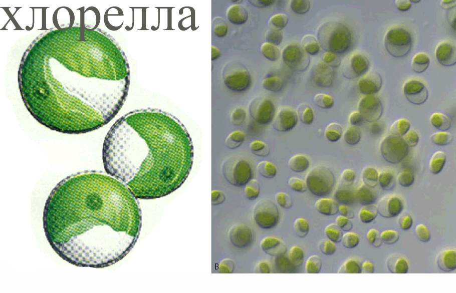 Хлорелла микробиология
