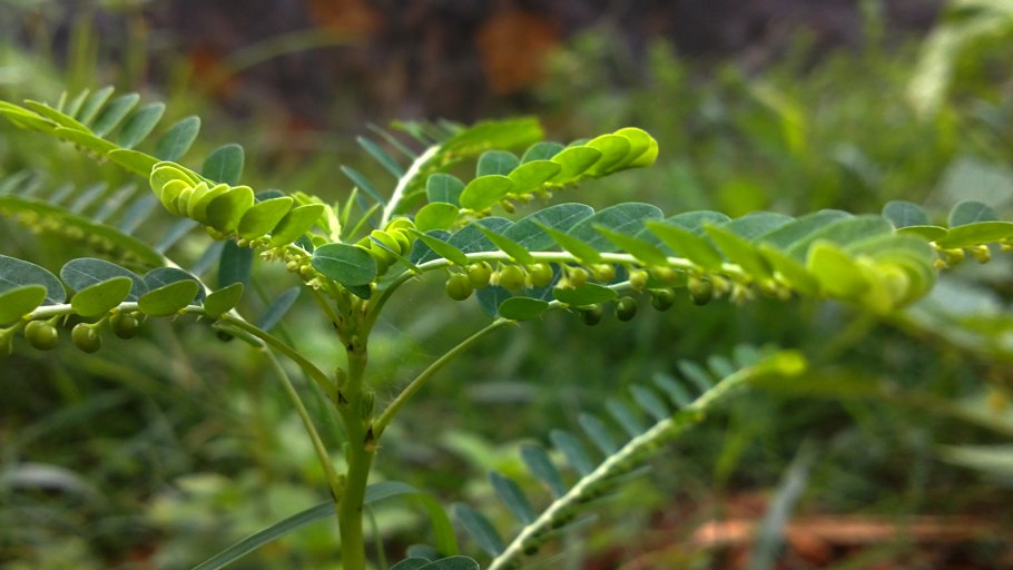 Asterella lindbergiana
