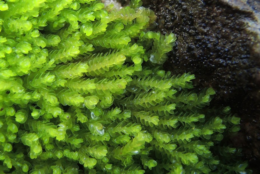 Zygophyllum fabago