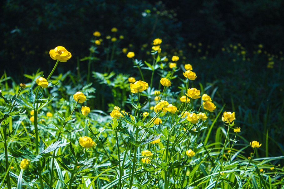 Купальница европейская