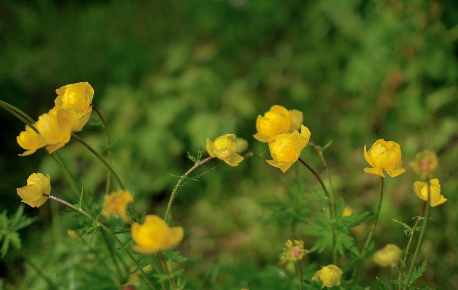 Италмас растение Удмуртии