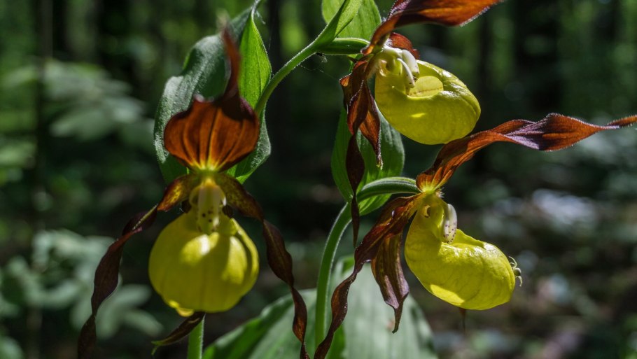 Венерин башмачок настоящий