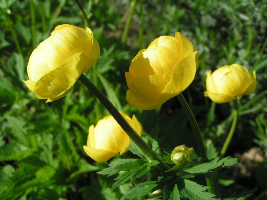 Купальница Луговая