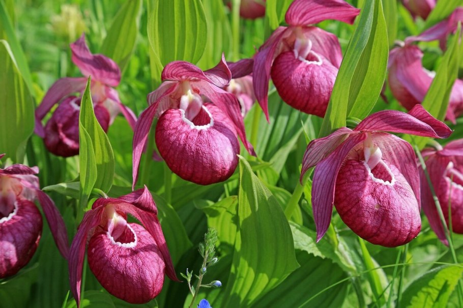 Купальница лютичная