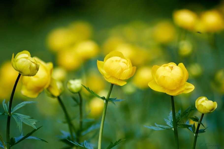 Италмас купальница европейская