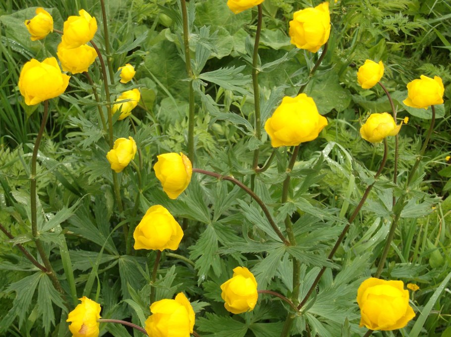 Башмачок настоящий Венерин башмачок