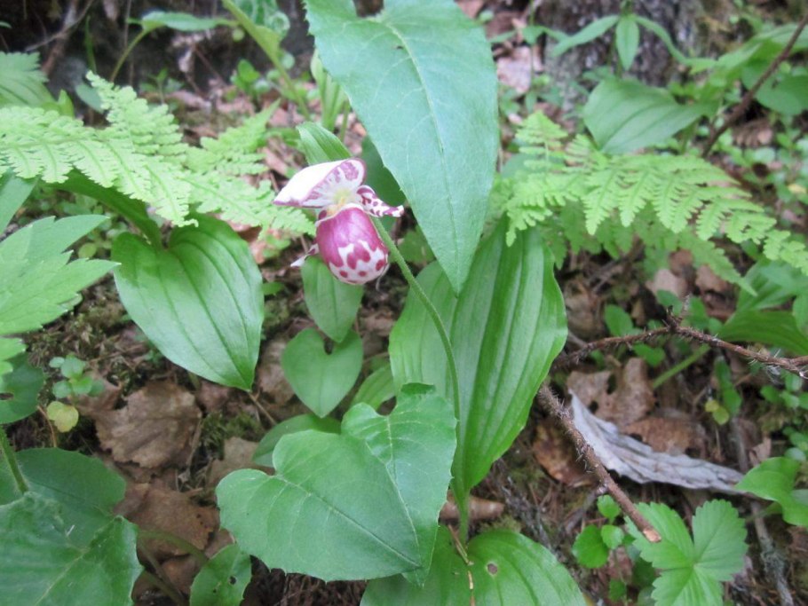 Венерин башмачок орхидея