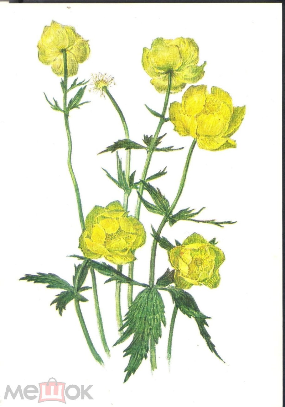 Купальница Lemon Queen