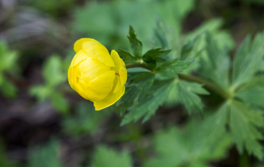 Италмас цветок