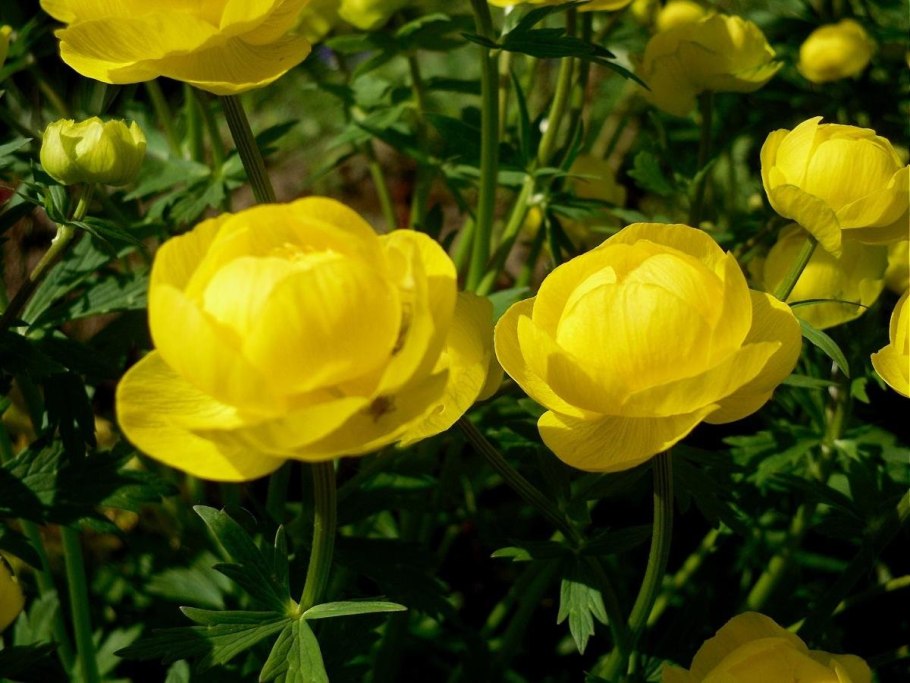Купальница (trollius)