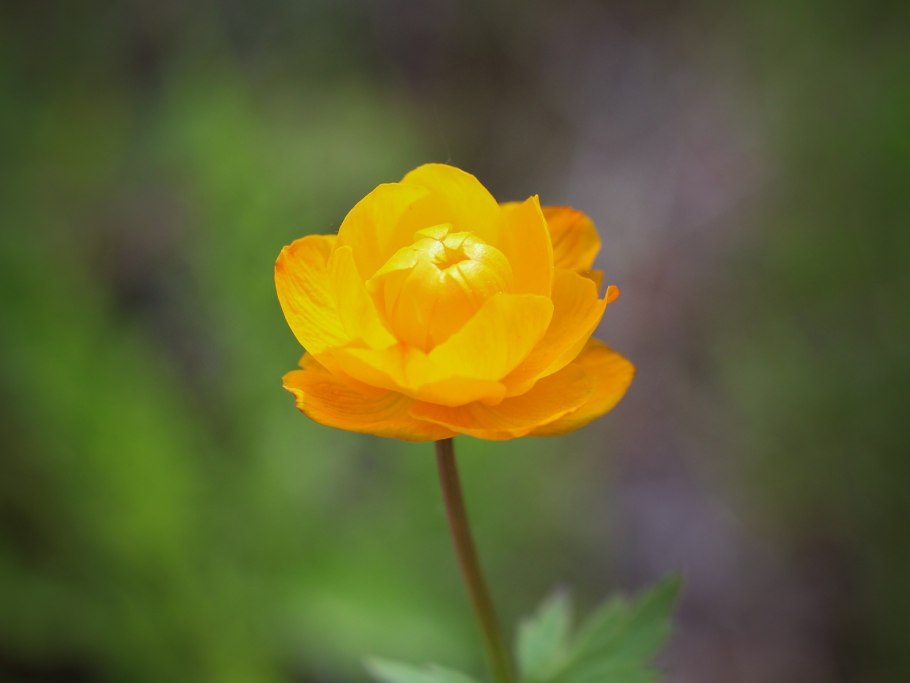 Купальница европейская красная