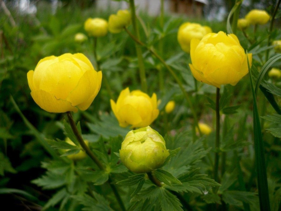 Купальница европейская