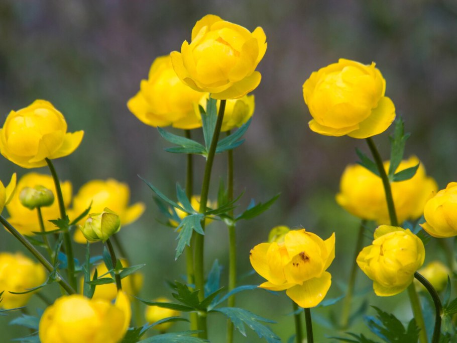 Купальница европейская (Trollius europaeus)