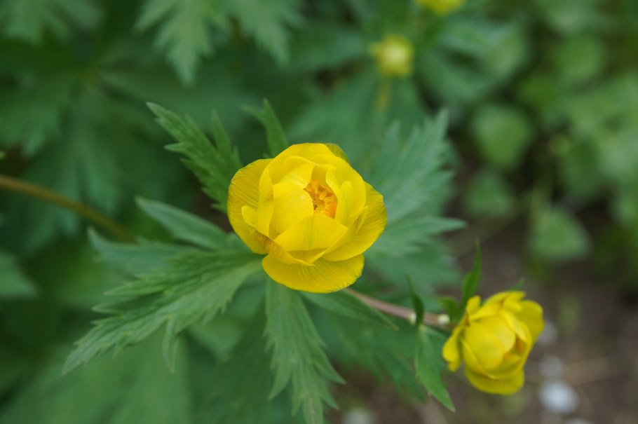 Купальница троллиус