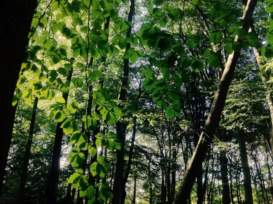 Жестколистные леса Австралии