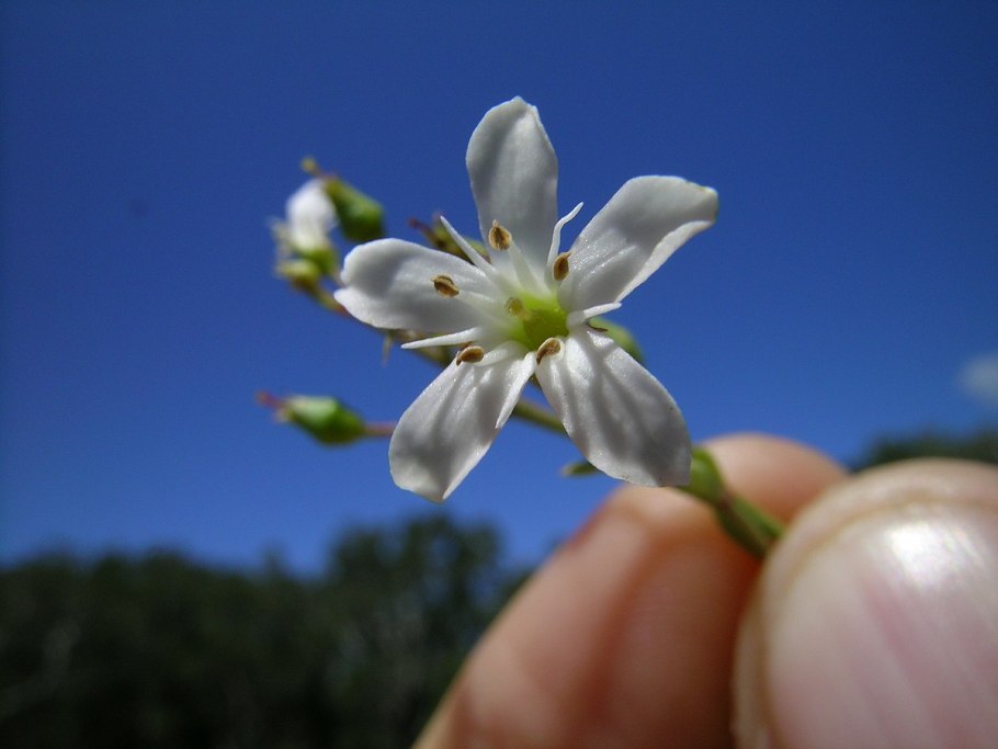 Очиток ложный 'album'